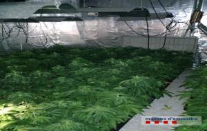 Cop policial contra les plantacions de marihuana al Garraf