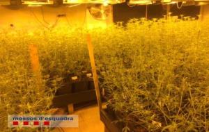 Cop policial contra les plantacions de marihuana al Garraf. Mossos d'Esquadra