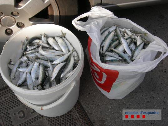 Denunciat per comprar gairebé 80 kilograms de peix al port de Vilanova i la Geltrú fora de la llotja. Mossos d'Esquadra
