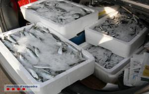 Denunciat per comprar gairebé 80 kilograms de peix al port de Vilanova i la Geltrú fora de la llotja