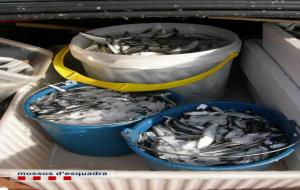 Denunciat per comprar gairebé 80 kilograms de peix al port de Vilanova i la Geltrú fora de la llotja