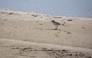 Denuncien que obres municipals al torrent de Sant Joan, a Vilanova, han destruït l'ecosistema