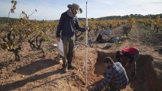 Descobert un jaciment ibèric a les vinyes de Segura Viudas, a Torrelavit. Segura Viudas