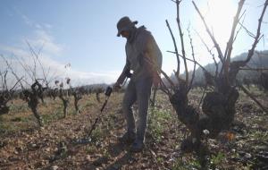 Descobert un jaciment ibèric a les vinyes de Segura Viudas, a Torrelavit