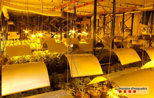 Desmantellada una plantació de marihuana amb més de 1.100 plantes en una nau industrial de Santa Oliva. Mossos d'Esquadra