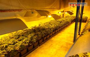 Desmantellada una plantació de marihuana amb més de 1.100 plantes en una nau industrial de Santa Oliva