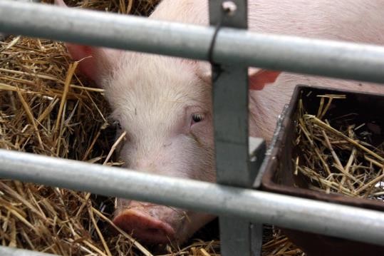 Detall d'un dels porcs que es pot visitar al recinte firal del Sucre amb motiu del Mercat del Ram de Vic. ACN