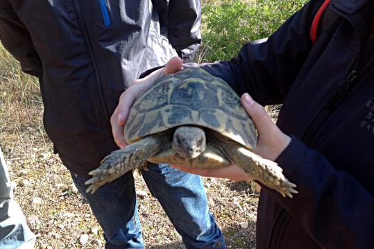 Detall d'una tortuga mediterrània, alliberada al Parc del Garraf. Imatge publicada el 10 de novembre de 2017. Ramon Viladomat/Diputació