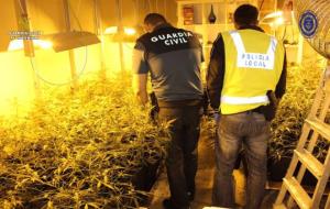 Detenen el responsable d’una plantació amb 400 plantes de marihuana en una casa de Segur de Calafell. Guàrdia Civil