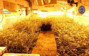 Detenen el responsable d’una plantació amb 400 plantes de marihuana en una casa de Segur de Calafell