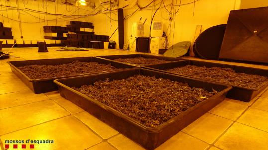 Dos detinguts a Olivella que tenien una plantació de marihuana al pàrquing de casa. Mossos d'Esquadra