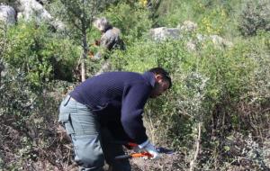 Dos treballadors netejant i ajudant a que les noves alzines sureres surtin més rectes al mas Can Bech d'Agullana. ACN