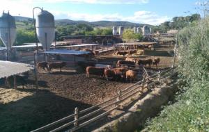 Dues granges de vedells enfronten els veïns de Cal Farines de Castellví amb l'Ajuntament i la Generalitat. Bosc Verd