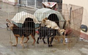 El CAAD Penedès-Garraf frega la saturació amb gairebé 600 gossos i gats
