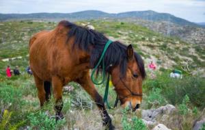 El cavalls passaran l'hivern al Parc Natural del Garraf gràcies a la iniciativa de la Fundació Miranda. Arnau Salvó