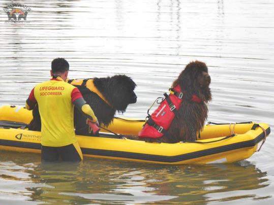 El vilanoví Ramsés Martí, acreditat com a Instructor en Rescat Aquàtic Caní. EIX