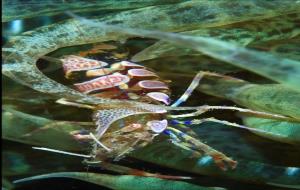 Espectaculars imatges del fons marí al I Open Club Nàutic Vilanova de Fotografia Submarina