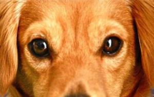 Imatge d'arxiu d'un gos. EIX