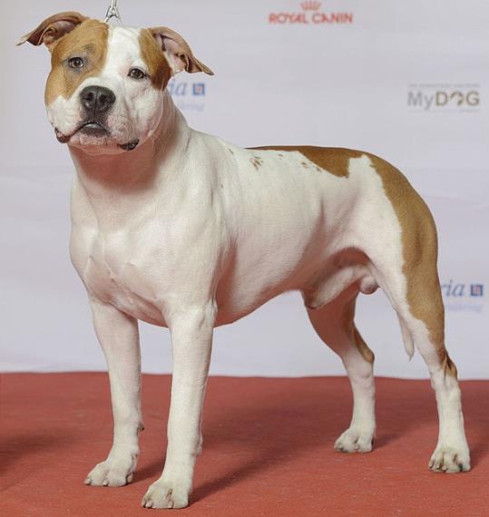 Imatge d'arxiu d'un gos de la raça American Staffordshire Terrier. EIX