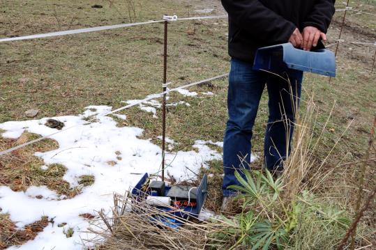 Imatge d'un pastor elèctric amagat amb plantes per passar desapercebut i evitar el seu robatori. ACN