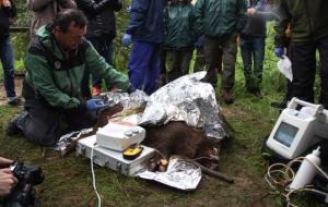 Investigadors de la UAB injecten la vacuna anticonceptiva al primer senglar del Vallès que forma part del projecte de control de l'espècie. ACN