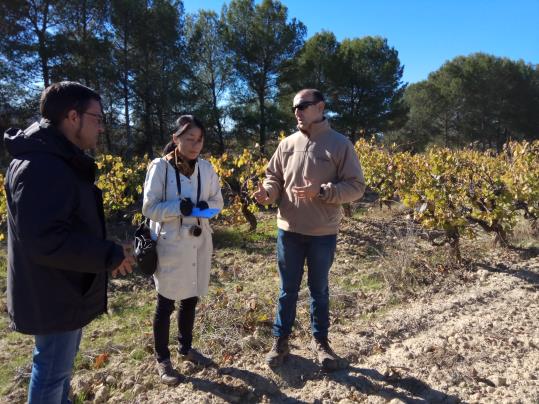 Japó posa el focus en els caves Premium i augmenta el consum un 12% en un any. Institut del Cava