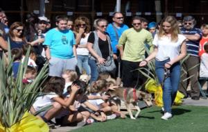 La 6a Jornada d’adopció de gossos de Cubelles rep més de 250 visitants. Ajuntament de Cubelles