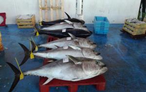 La barca 'Port de Vilanova' ha pescat avui sis tonyines vermelles d'una 40 quilos
