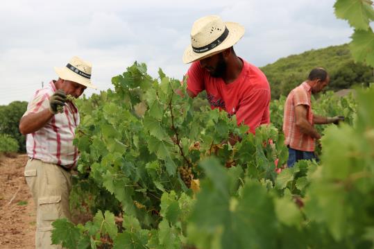 La DO Penedès comença la verema més primerenca 