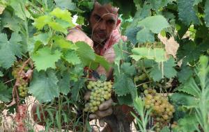 La DO Penedès comença la verema més primerenca 