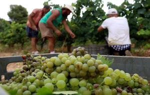 La DO Penedès comença la verema més primerenca 