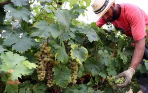 La DO Penedès comença la verema més primerenca 