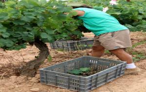 La DO Penedès comença la verema més primerenca 
