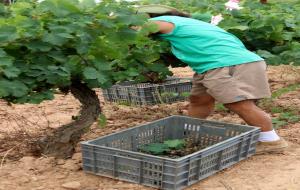 La DO Penedès comença la verema més primerenca 