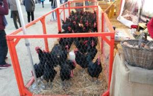 La Fira del Gall de Vilafranca del Penedès acull una mostra de gallines autòctones catalanes. Turisme Vilafranca