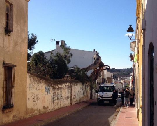 La forta ventada fa caure l'històric pi del carrer del Pi de Ribes. Daniel Fernández Cara