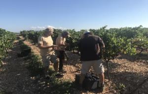 La verema 2017 veu collir el raïm del segon Vi de Finca de la DO Penedès al celler Gramona. DO Penedès