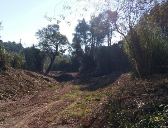 L'Agència Catalana de l'Aigua retira la vegetació invasora d'un torrent que transcorre pel Baix Penedès i el Tarragonès. Generalitat de Catalunya