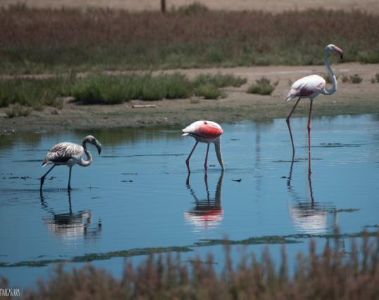 Màxima expectació per la presència de flamencs a la platja de Ribes Roges de Vilanova. Marga Serra