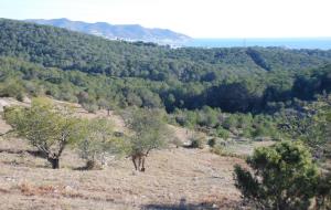 Neteja de boscos als Colls i Miralpeix per prevenir els incendis i conservar l'entorn