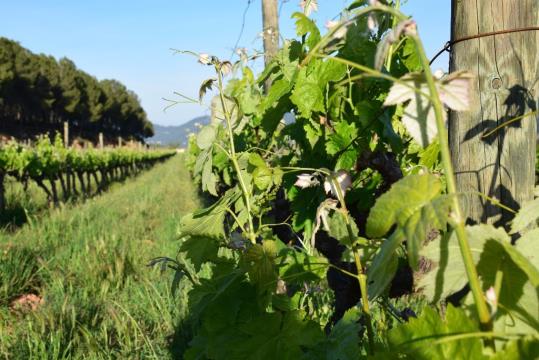 Pimecava s'adhereix al Centre d'Estudis del Paisatge Vitivinícola . Pimecava