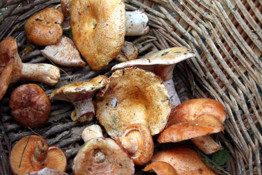 Pla detall de diversos bolets dins d'una cistella a Castellar del Riu. ACN