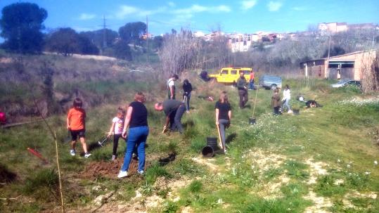 Plantada als entorns de la bassa d'amfibis de Can Mas de la Riera. ADF Sant Sadurní