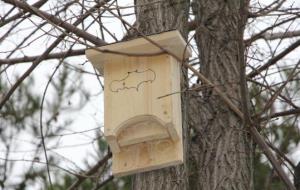 Sant Sadurní d'Anoia instal·la caixes refugi per a ratpenats per ajudar a combatre el mosquit tigre. Ajt Sant Sadurní d'Anoia