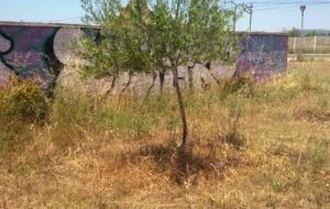 Solar de Sant Salvador en risc d'incendi per la revetlla de Sant Joan. Eix