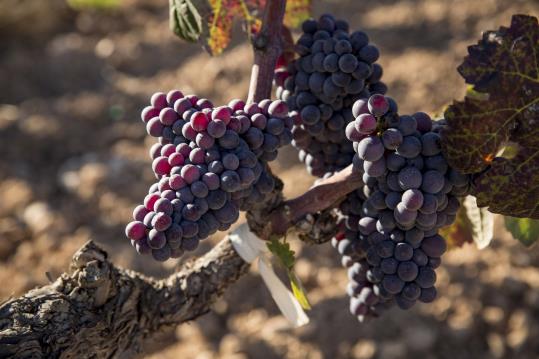 Torres celebra el retorn al Penedès de la moneu, una varietat de raïm ancestral recuperada. Torres