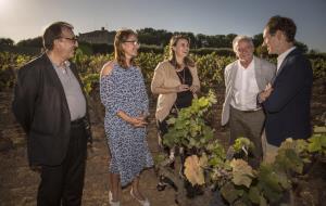 Torres celebra el retorn al Penedès de la moneu, una varietat de raïm ancestral recuperada