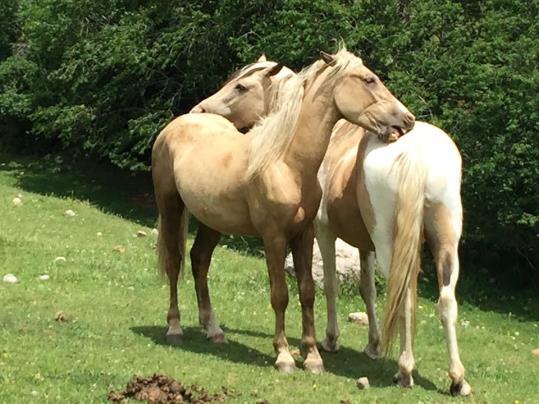 Un grup de cavalls en transhumància arribaran a la platja de Vilanova aquest diumenge des del Pirineu. Fundació Miranda