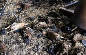 Un incendi calcina 4.500 pollastres d'una granja de Castellví de la Marca
