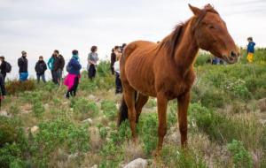 Una vintena de cavalls torna a recórrer el mil·lenari camí ramader de la Marina per passar l'hivern al Parc del Garraf. Arnau Salvó